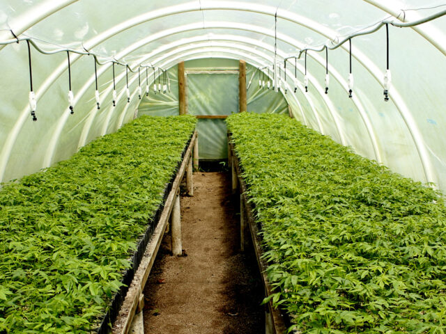 Reforestación y manejo: cuéntenos su proyecto