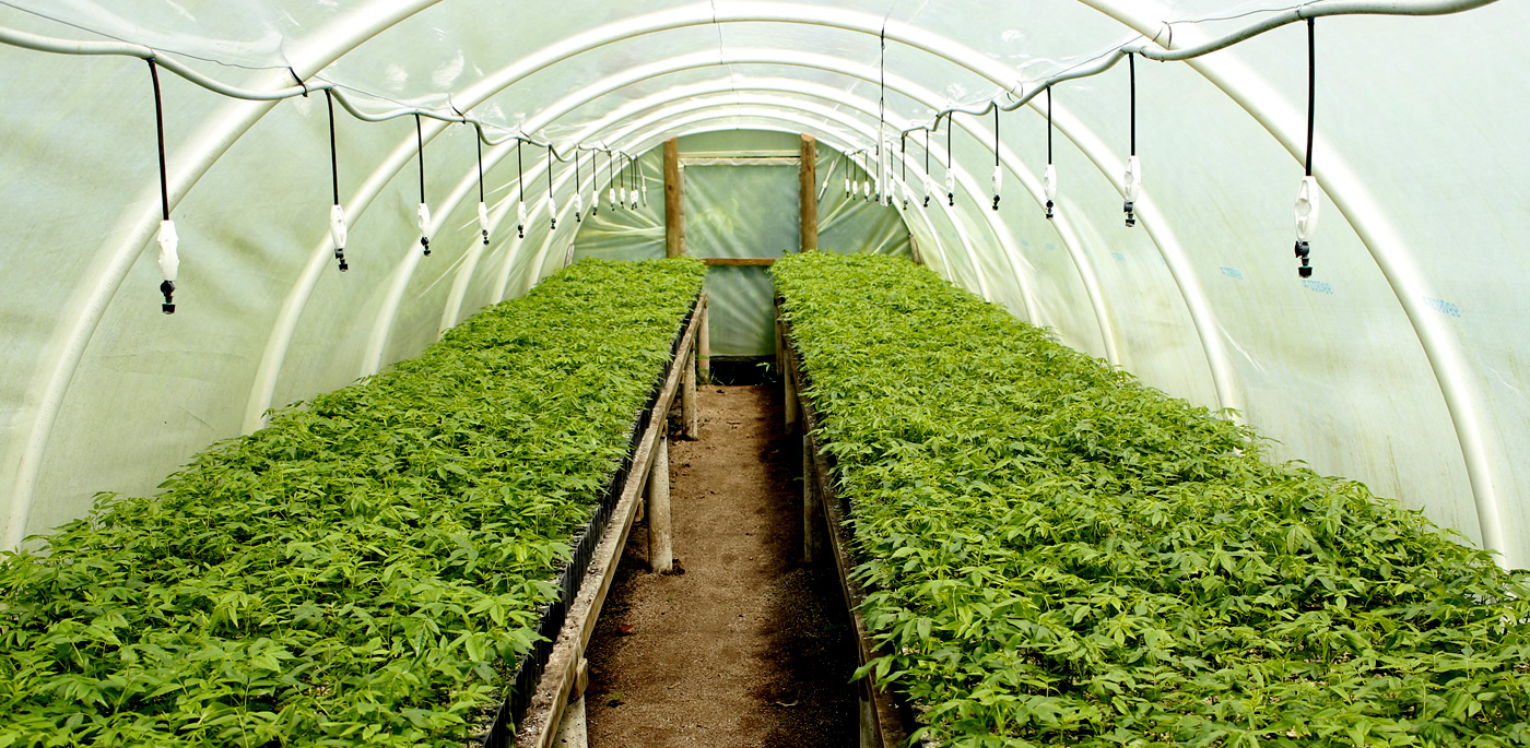 Reforestación y manejo: cuéntenos su proyecto
