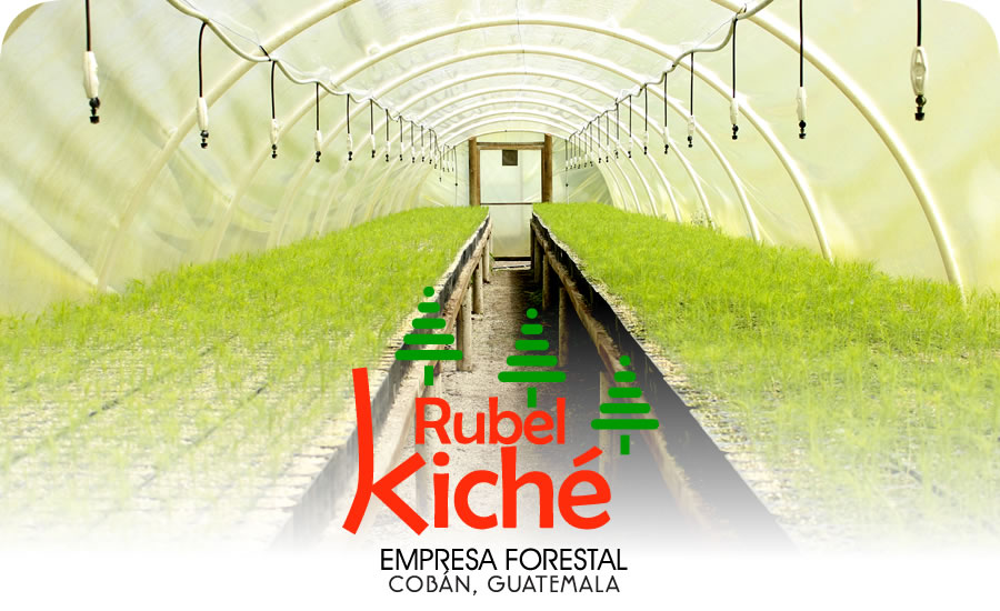 Plantas forestales en el vivero de Rubel Kiché